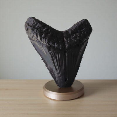 Dent de mégalodon décorative (fossile)