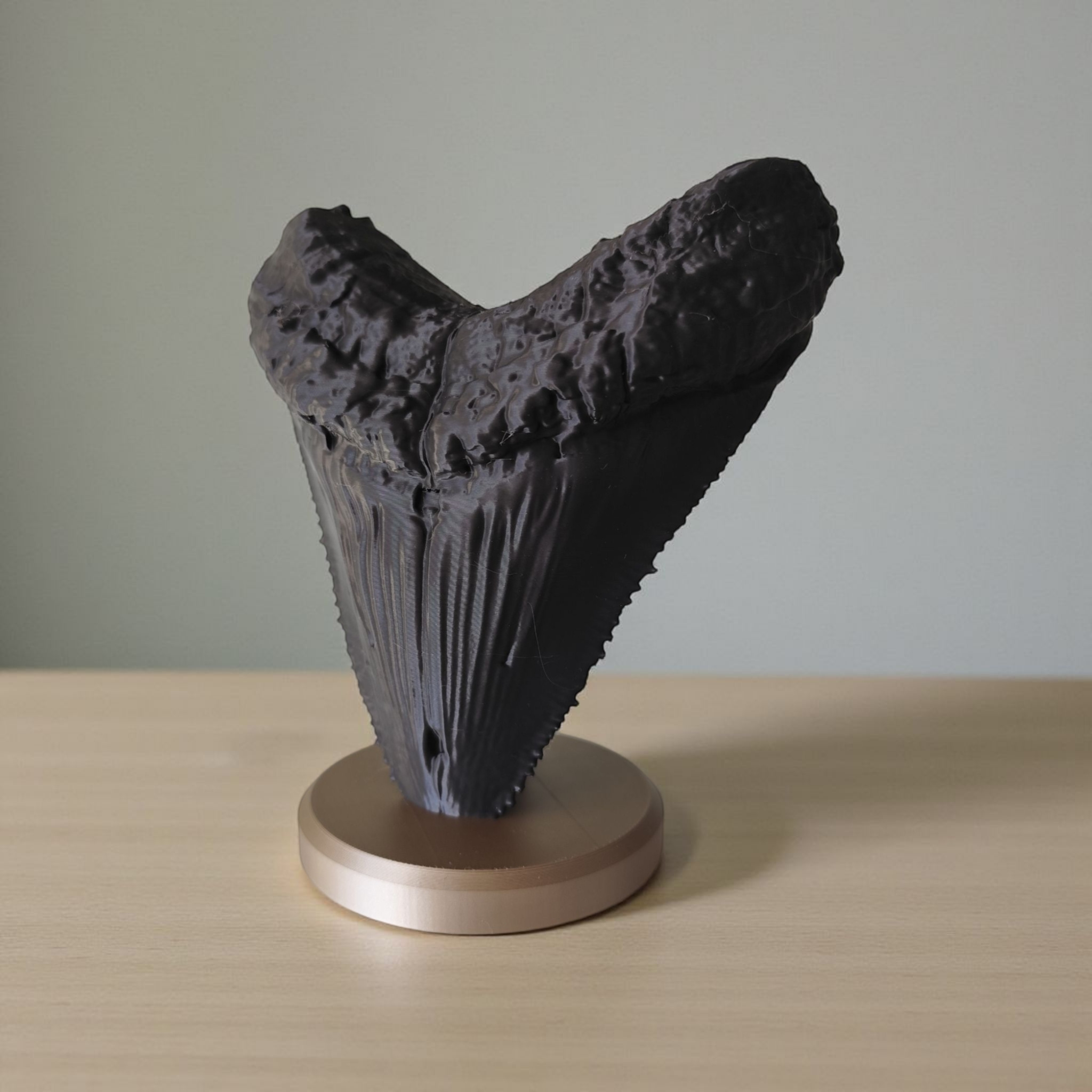 Decorative megalodon tooth (fossil) — view 2
