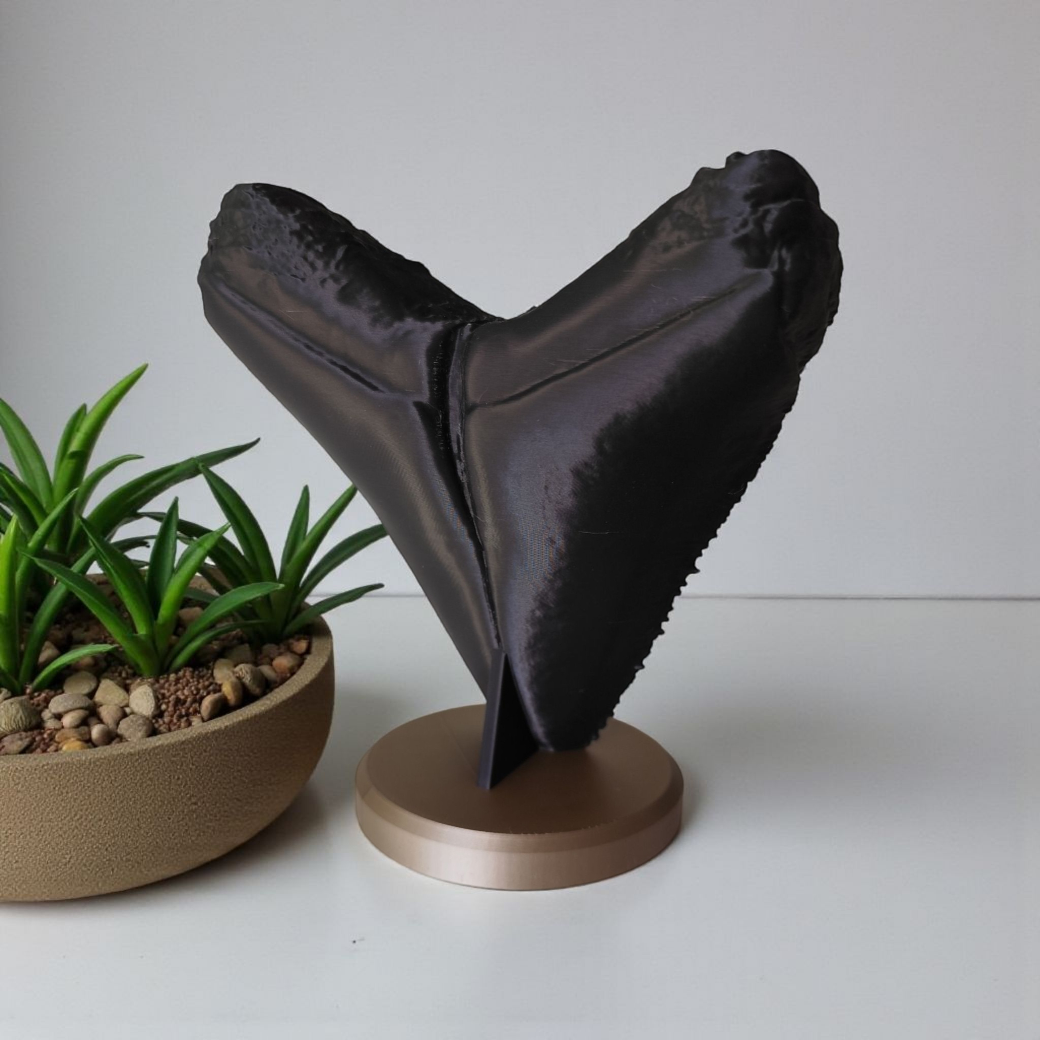 Decorative megalodon tooth (fossil) — view 3