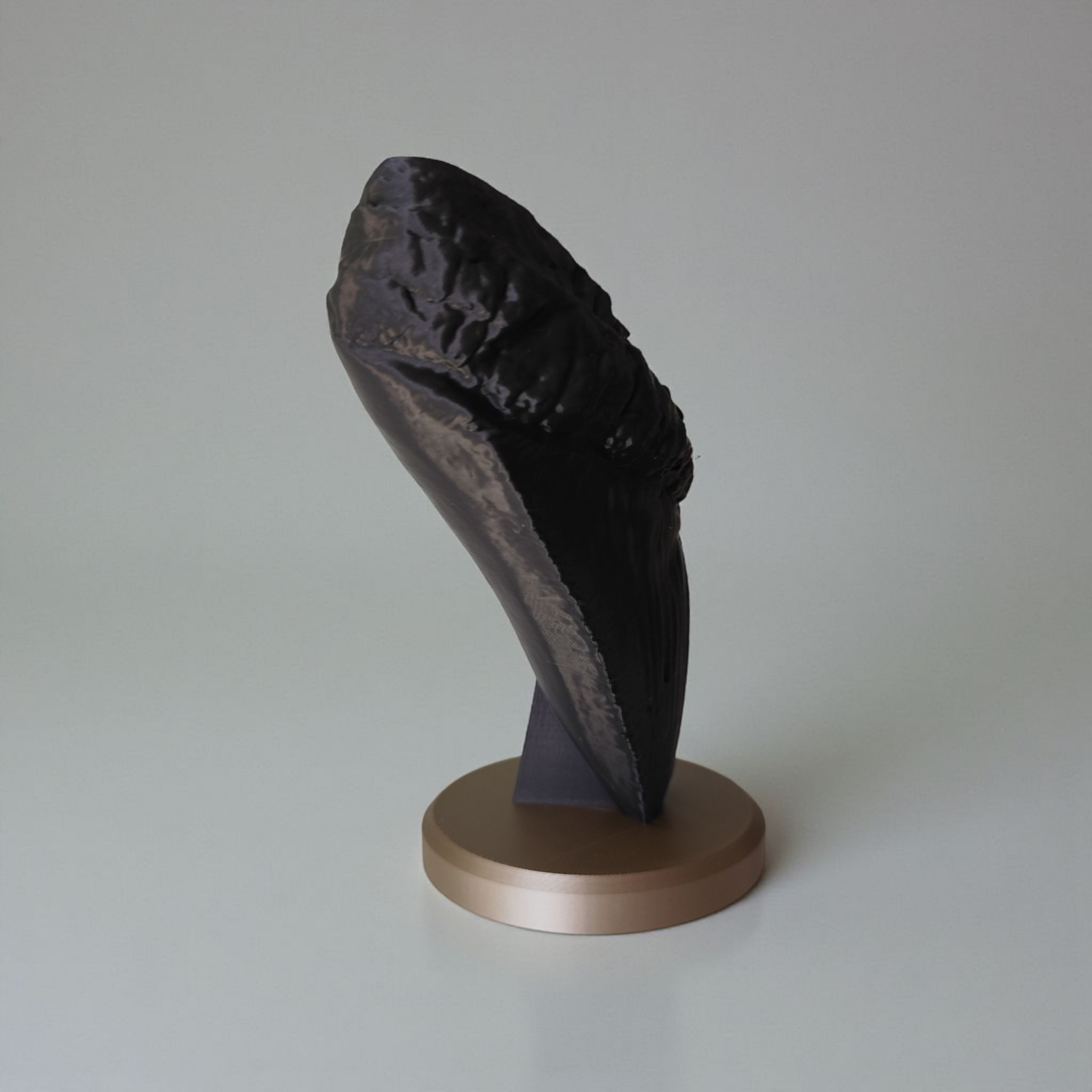 Decorative megalodon tooth (fossil) — view 4