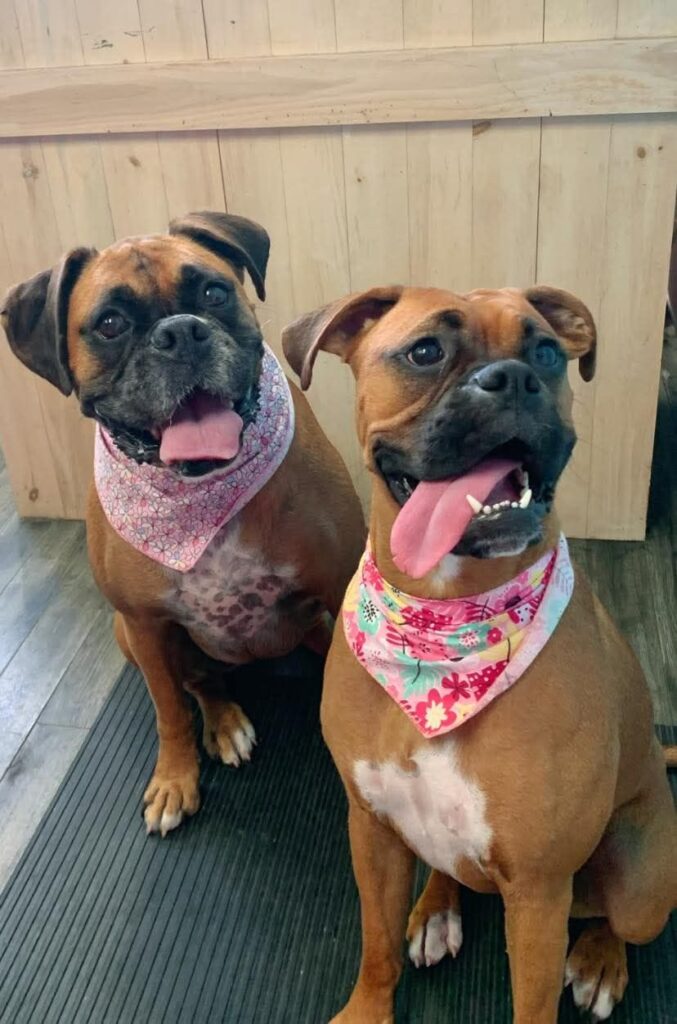 Photo de référence fournie par le client — duo de boxers au bandana rose, Komplice3D
