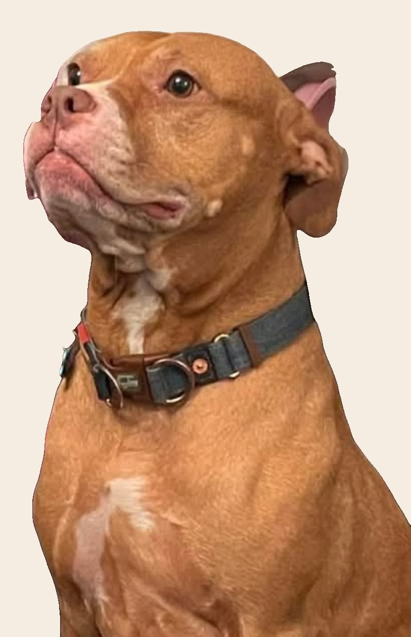 Photo d'une pitbull rousse au collier gris, modèle d'une figurine imprimée en 3D — Komplice3D